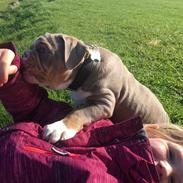 Olde english bulldogge Harald