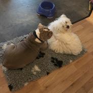 Olde english bulldogge Harald