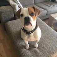 Blanding af racer Charlie