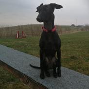 Italiensk mynde kennel all stars Diva *Althea*