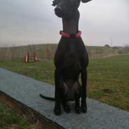 Italiensk mynde kennel all stars Diva *Althea*