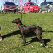 Italiensk mynde kennel all stars Diva *Althea*