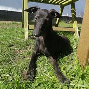 Italiensk mynde kennel all stars Diva *Althea*