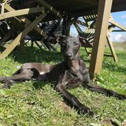 Italiensk mynde kennel all stars Diva *Althea*
