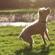 Cairn terrier Belle