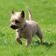 Cairn terrier Belle