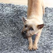 Cairn terrier Belle