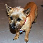 Cairn terrier Belle