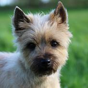 Cairn terrier Belle