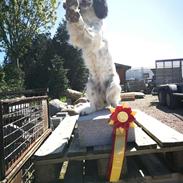 Field Trial Springer Spaniel Funky