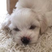 Coton de tulear Milo