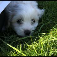 Coton de tulear Milo