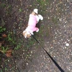 Shih tzu Micha