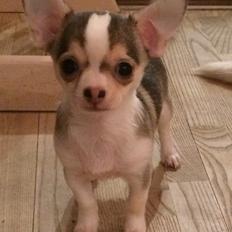 Chihuahua Huxi