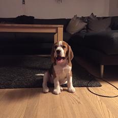 Beagle Zoey