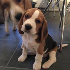 Beagle Zoey