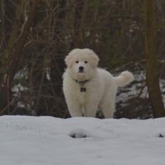Blanding af racer Buster