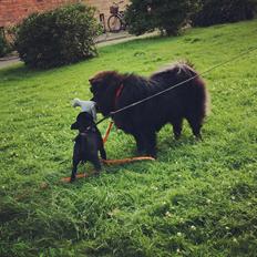 Chow chow Carla