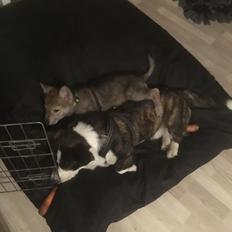 Tjekkoslovakisk ulvehund Bertrand's Gandalf