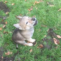 Tjekkoslovakisk ulvehund Bertrand's Gandalf