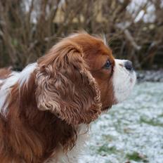 Cavalier king charles spaniel Bobby
