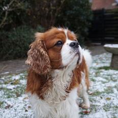 Cavalier king charles spaniel Bobby
