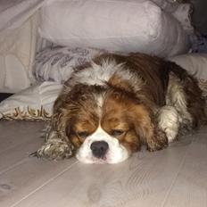 Cavalier king charles spaniel Bobby