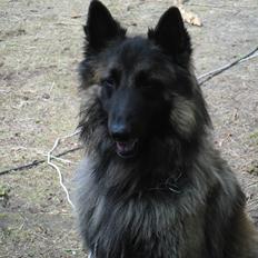 Tervueren Messi (Basse)