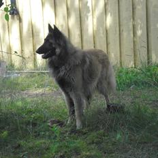 Tervueren Messi (Basse)