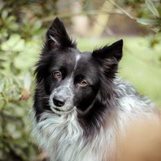 Blanding af racer Chili