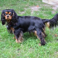 Cavalier king charles spaniel Choko