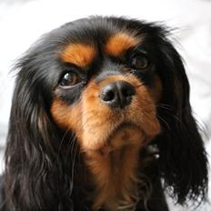Cavalier king charles spaniel Choko