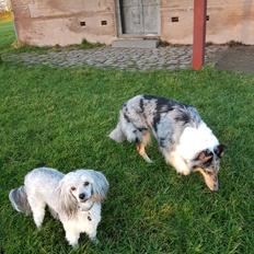 Collie langhåret Sille