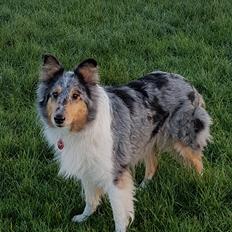 Collie langhåret Sille
