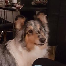 Collie langhåret Sille
