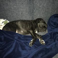 Cane corso Harley-R.I.P