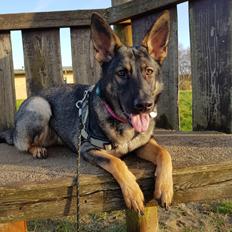 Schæferhund Weedfald Enya