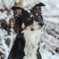 Border collie Peanut