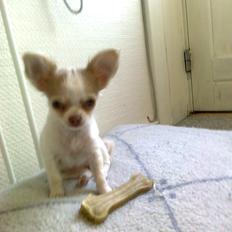 Chihuahua High Fly Schisandra