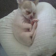 Chihuahua High Fly Schisandra