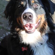 Berner sennenhund lillefix