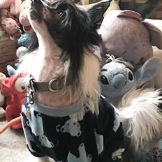 Chinese crested hårløs Jax