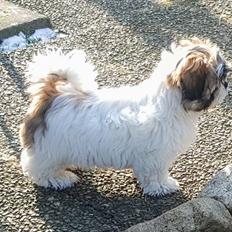 Shih tzu Micha