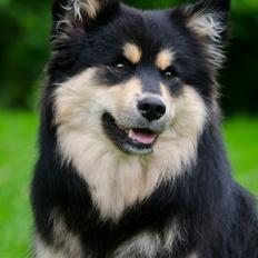 Finsk lapphund DKCH HRCH Lapinkaunis Gimme All Your Lovin'