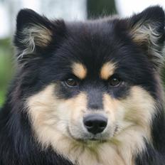 Finsk lapphund DKCH HRCH Lapinkaunis Gimme All Your Lovin'