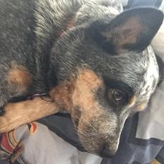 Australsk cattledog Bonnie