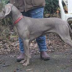 Weimaraner Hot Shoot´s Prida (Frida) HD A