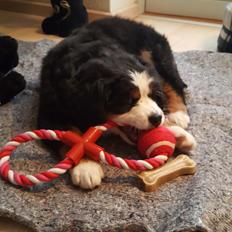 Berner sennenhund Honey