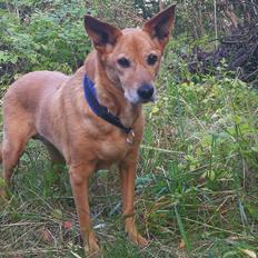 Blanding af racer Lanka RIP