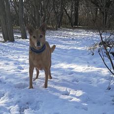 Blanding af racer Lanka RIP